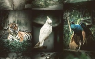 拍动物的镜头怎么选_动物摄影用什么焦段