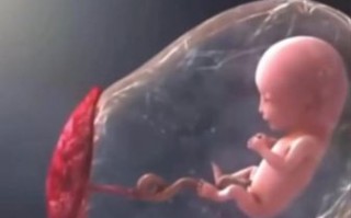 钻进孕妇肚子_胎儿在子宫里怎么呼吸