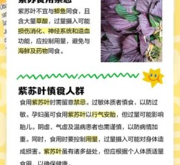 紫苏叶孕妇可以吃吗_紫苏叶孕妇食用禁忌