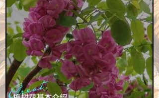 孕妇可以吃槐花吗_孕妇吃槐花注意事项