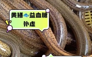 孕妇几个月吃黄鳝最补_黄鳝对胎儿发育的最佳阶段