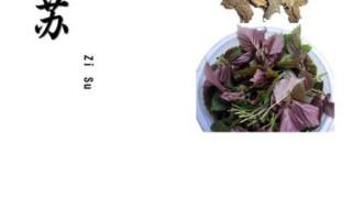 紫苏孕妇可以吃吗_紫苏叶孕早期能吃吗