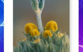 超级微距镜头怎么选_拍细节用什么镜头