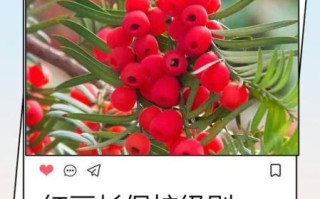 红豆杉对孕妇有影响吗_孕期接触红豆杉安全吗