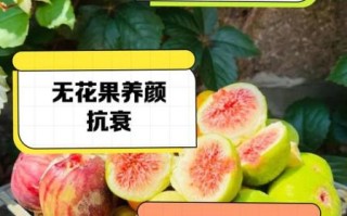 孕妇可以吃无花果吗_无花果对孕妇的好处