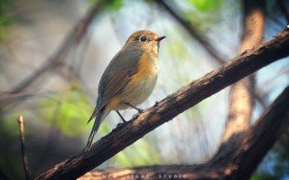 三阳折返镜头怎么样_三阳折返镜头值得买吗