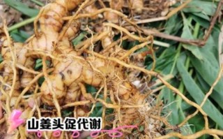 孕妇可以吃山姜头吗_山姜头对孕妇的影响