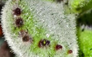 一百微镜头是什么_如何用手机拍好微距