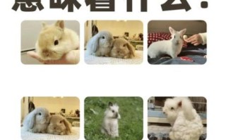 孕妇梦见兔子是什么意思_孕妇梦见兔子生男生女