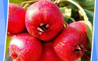 孕妇能吃山楂吗_山楂对胎儿的影响