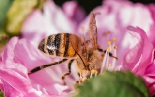 微距镜头怎么选_微距镜头拍什么最好看