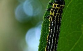 三星微距镜头怎么拍_三星微距镜头值得买吗