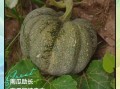 孕妇能吃南瓜吗_南瓜对胎儿好吗