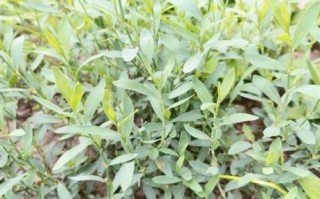 孕妇能喝猪牙草水吗_猪牙草水对孕妇安全吗