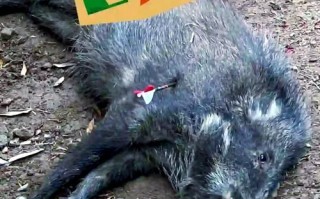 孕妇可以吃野猪肉吗_野猪肉安全吗