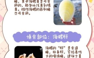 孕妇能吃海螺吗_怀孕吃海螺注意事项