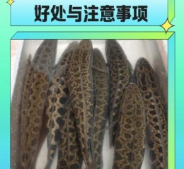 孕妇吃黑鱼对胎儿好吗_黑鱼营养价值