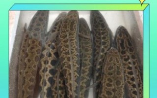 孕妇吃黑鱼对胎儿好吗_黑鱼营养价值