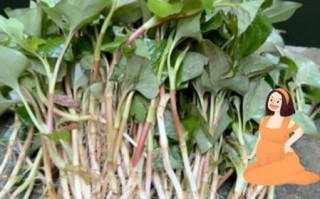 孕妇可以吃鱼腥草吗_鱼腥草对胎儿有影响吗