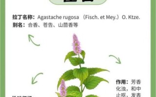 孕妇可以吃藿香吗_藿香对孕妇的影响