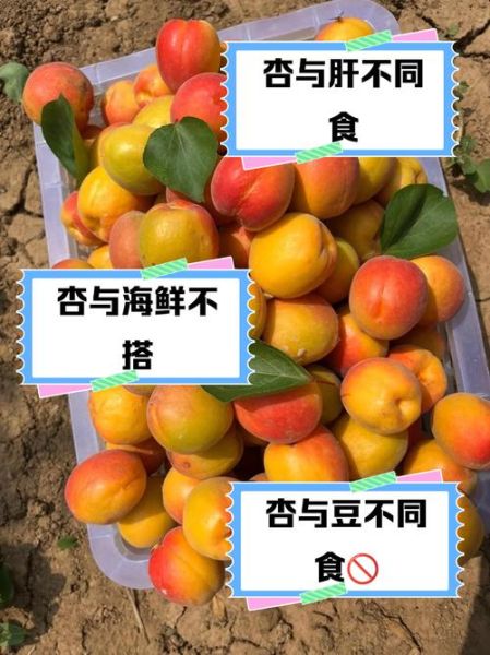 孕妇能吃杏吗_孕妇吃杏的注意事项-第3张图片-星辰妙记