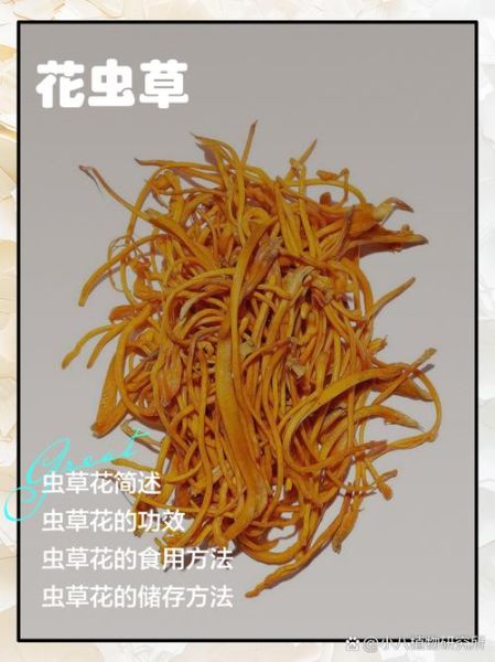 孕妇可以吃虫草花吗_孕期吃虫草花注意事项-第1张图片-星辰妙记