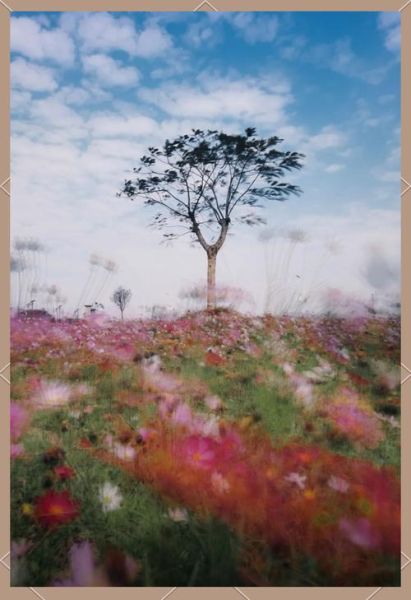 写意镜头怎么拍_如何用手机拍出写意效果-第1张图片-星辰妙记