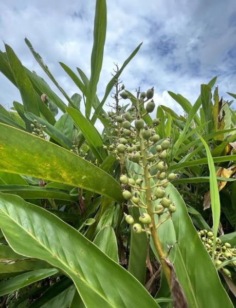 孕妇可以吃山姜头吗_山姜头对孕妇的影响-第2张图片-星辰妙记