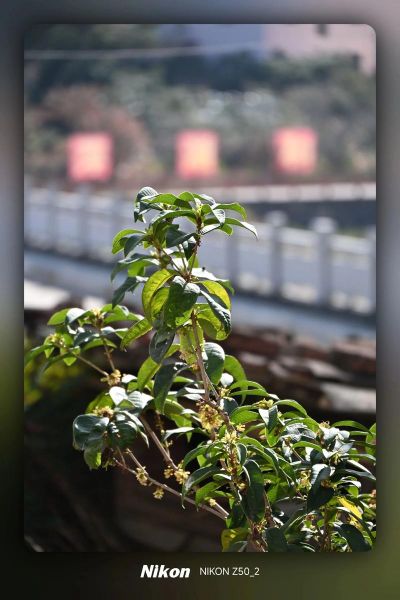 尼康18140镜头怎么样_适合拍什么题材-第3张图片-星辰妙记 尼康18140镜头怎么样_适合拍什么题材-第3张图片-星辰妙记