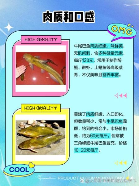 孕妇可以吃黄辣丁鱼吗_黄辣丁鱼孕妇食用禁忌-第2张图片-星辰妙记