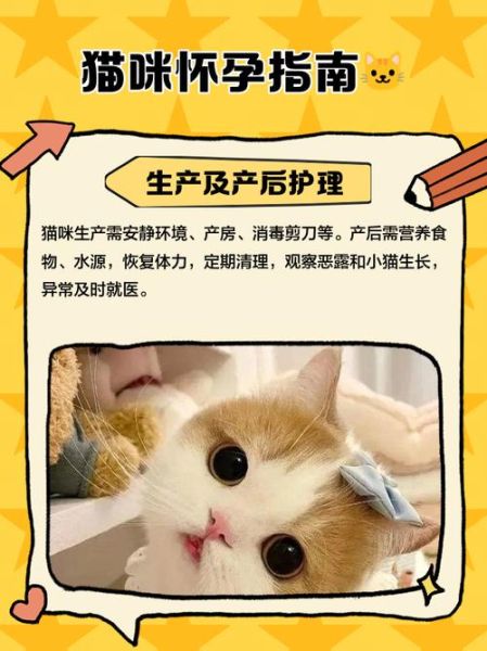 孕妇可以养猫吗_怀孕养猫注意事项-第3张图片-星辰妙记