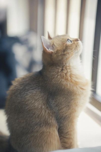 为什么猫咪总躲镜头_怎么拍才不跑-第3张图片-星辰妙记