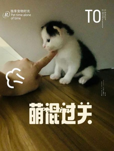为什么猫咪总躲镜头_怎么拍才不跑-第2张图片-星辰妙记
