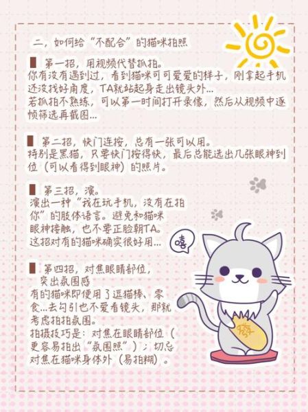为什么猫咪总躲镜头_怎么拍才不跑-第1张图片-星辰妙记