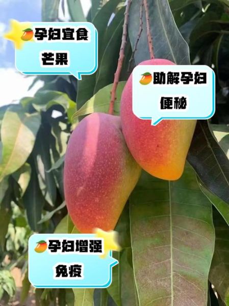 孕妇可以吃芒果吗_孕妇吃芒果对胎儿好吗-第3张图片-星辰妙记