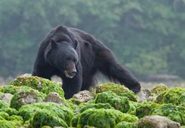孕妇梦见黑熊追自己_是什么意思-第1张图片-星辰妙记