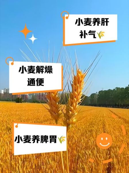 孕妇可以吃小麦吗_孕期吃小麦的注意事项-第2张图片-星辰妙记