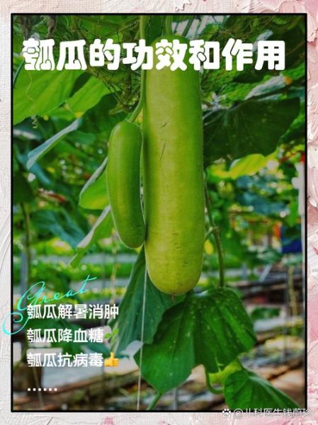 孕妇能吃葫芦瓜吗_葫芦瓜对胎儿有影响吗-第1张图片-星辰妙记