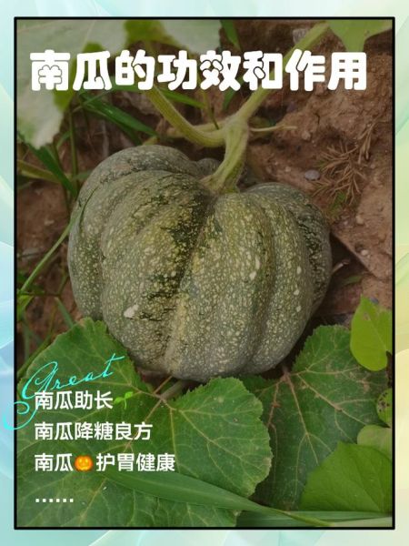 孕妇能吃南瓜吗_南瓜对胎儿好吗-第1张图片-星辰妙记