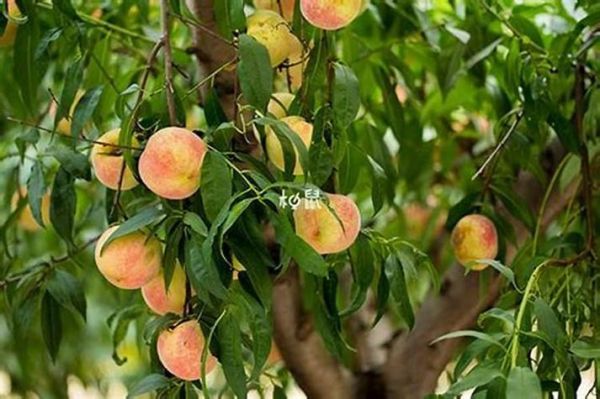 孕妇梦见瓜果是什么意思_孕妇梦见瓜果生男生女-第1张图片-星辰妙记