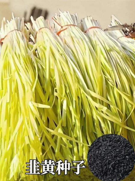 韭黄孕妇可以吃吗_孕妇吃韭黄注意事项-第2张图片-星辰妙记