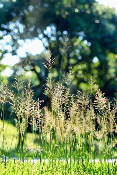 佳能大绿镜头怎么样_佳能大绿镜头值得买吗-第2张图片-星辰妙记