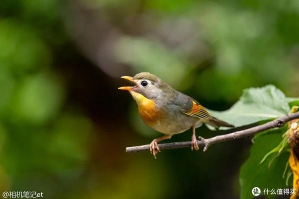 45-250镜头适合拍什么_如何发挥远摄威力-第3张图片-星辰妙记