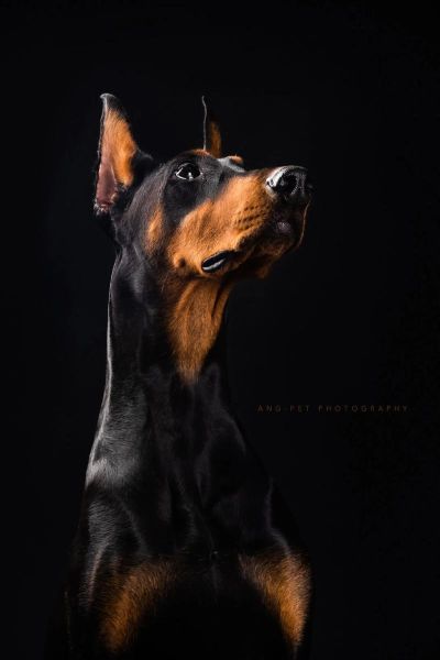 拍宠物用什么镜头_宠物摄影镜头怎么选-第2张图片-星辰妙记