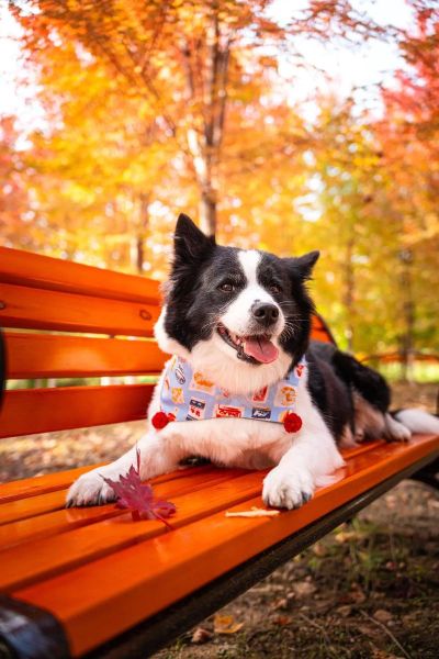 拍宠物用什么镜头_宠物摄影镜头怎么选-第1张图片-星辰妙记