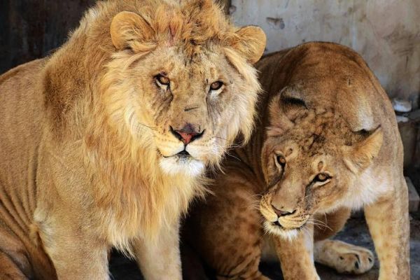 孕妇梦见狮子是什么意思_孕妇梦见狮子生男生女-第2张图片-星辰妙记