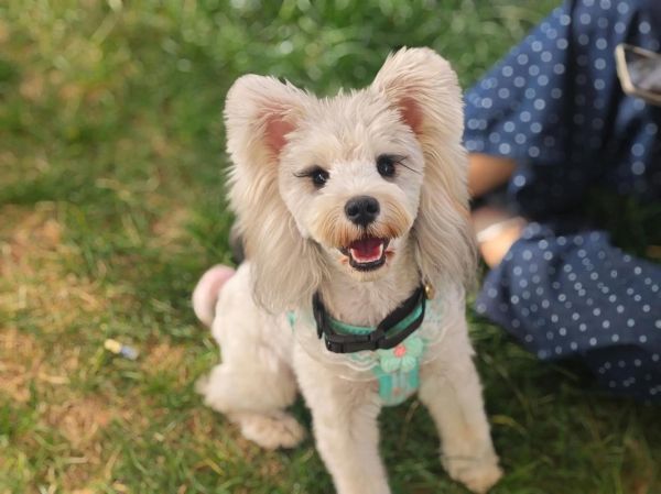 拍宠物用什么镜头_宠物摄影镜头怎么选-第3张图片-星辰妙记