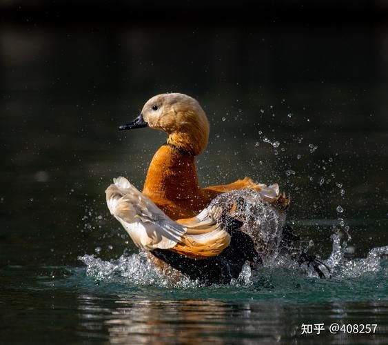 拍动物用什么镜头_长焦还是广角-第2张图片-星辰妙记