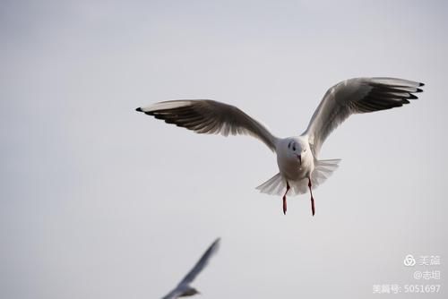 拍动物用什么镜头_长焦还是广角-第3张图片-星辰妙记