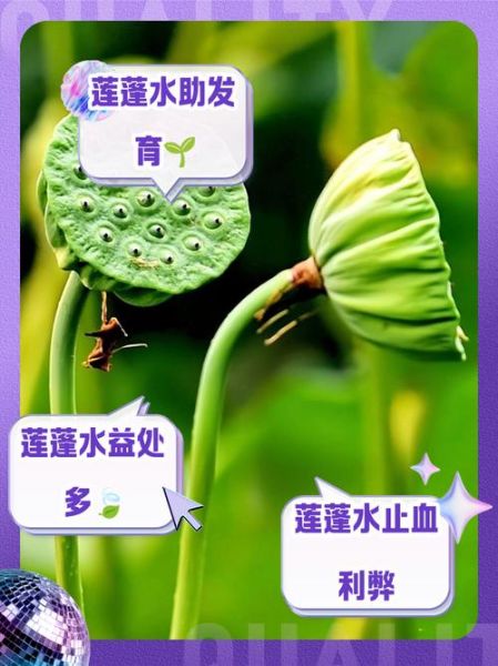 莲蓬孕妇能吃吗_莲蓬对孕妇的好处与禁忌-第1张图片-星辰妙记